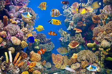 Ecosistema del coral desarrollado en un aquarium.